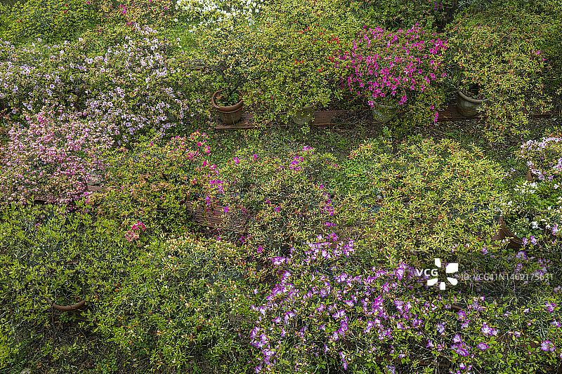 托斯卡纳花园里的一群杜鹃花图片素材