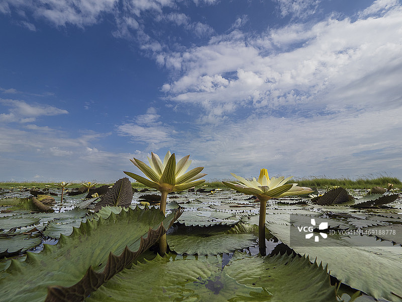 乔贝河中的睡莲图片素材