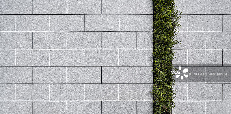 空的工作室背景，装饰植物图片素材