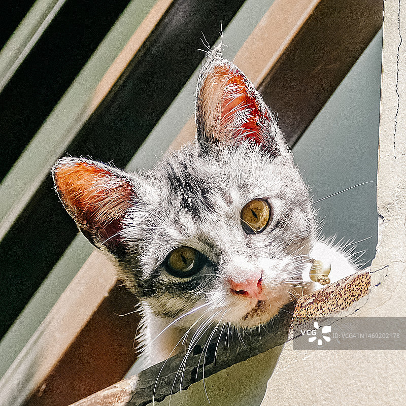 黄眼睛的灰色猫咪俯视镜头图片素材