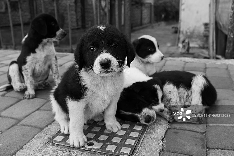 被遗弃的流浪犬图片素材