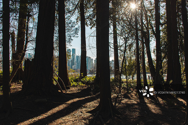 斯坦利公园的树木的第一人称视角图片素材