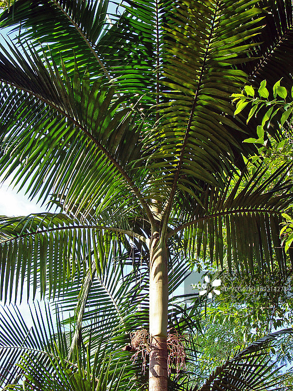 提取棕榈心的朱萨拉棕榈树图片素材