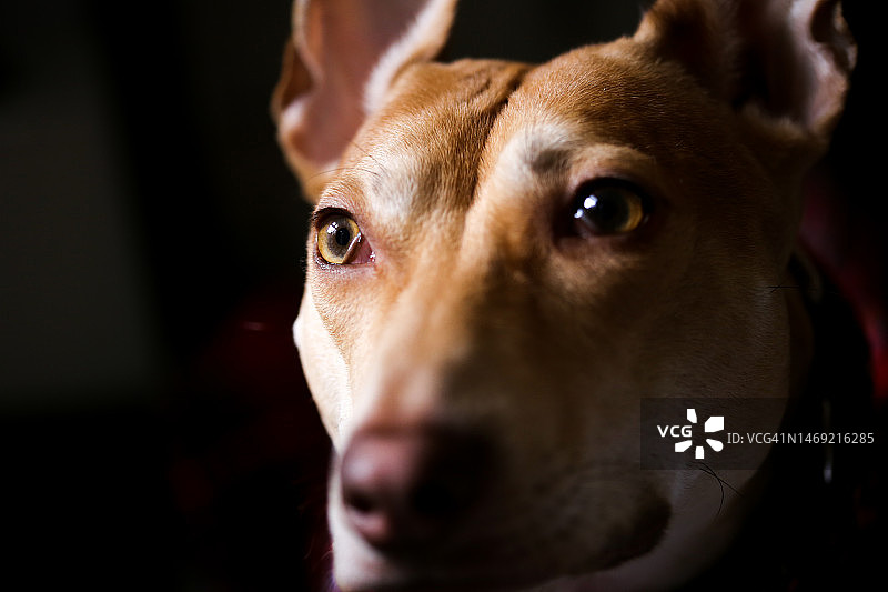 狗狗面部特写图片素材