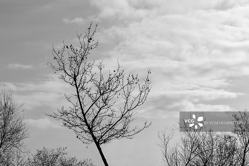 冬季的树木和树枝图片素材