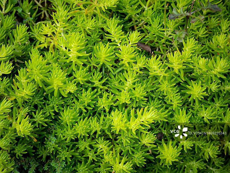 地毯景天，绿色背景图片素材