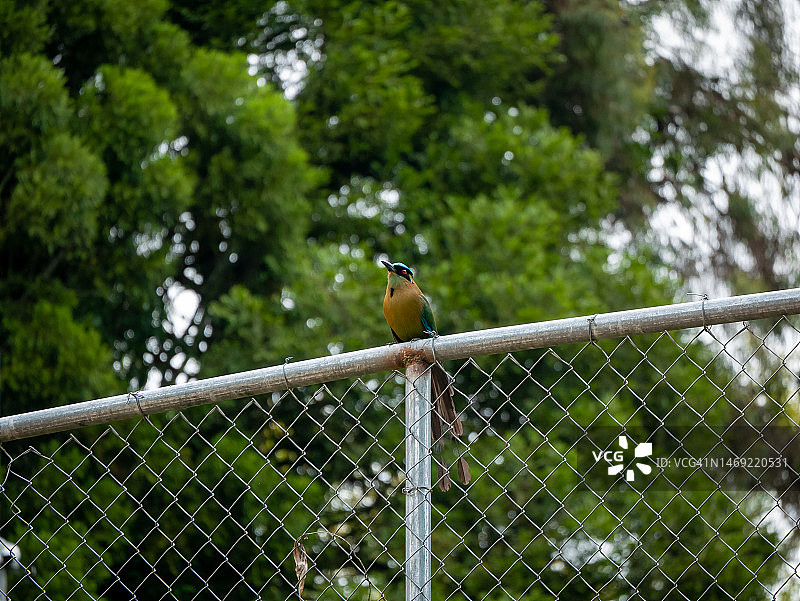 在多云的一天，蓝绿色的Motmot鸟站在金属栅栏上，周围环绕着树木图片素材