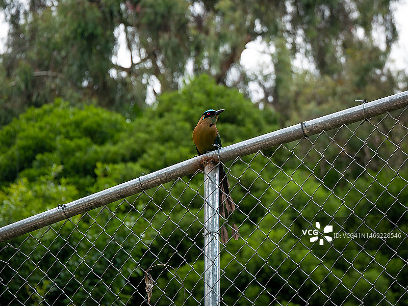 在多云的一天，蓝绿色的Motmot鸟站在金属栅栏上，周围环绕着树木图片素材