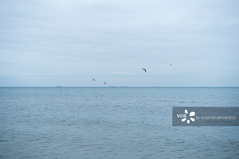 波罗的海平静的风景与飞翔的海鸥，蓝色调图片素材
