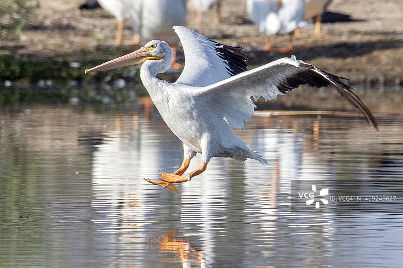 美洲白鹈鹕降落图片素材