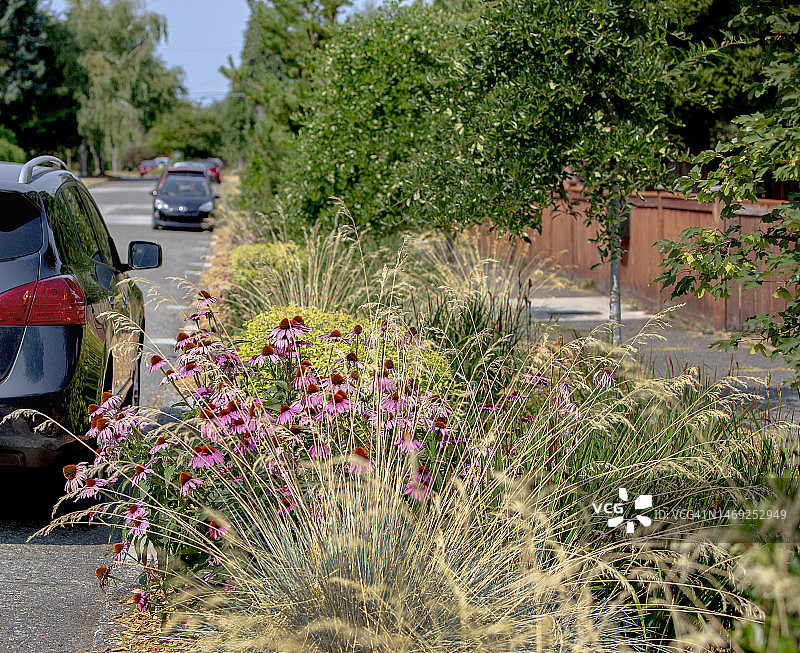 由耐旱植物、草、岩石和覆盖物制成的公共生物洼地图片素材