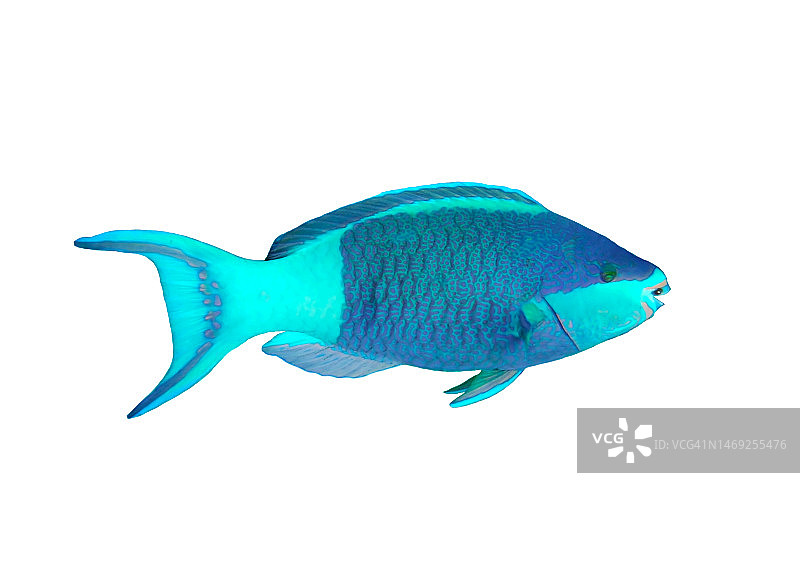 白色背景上的雄性鹦嘴鱼，热带鱼图片素材