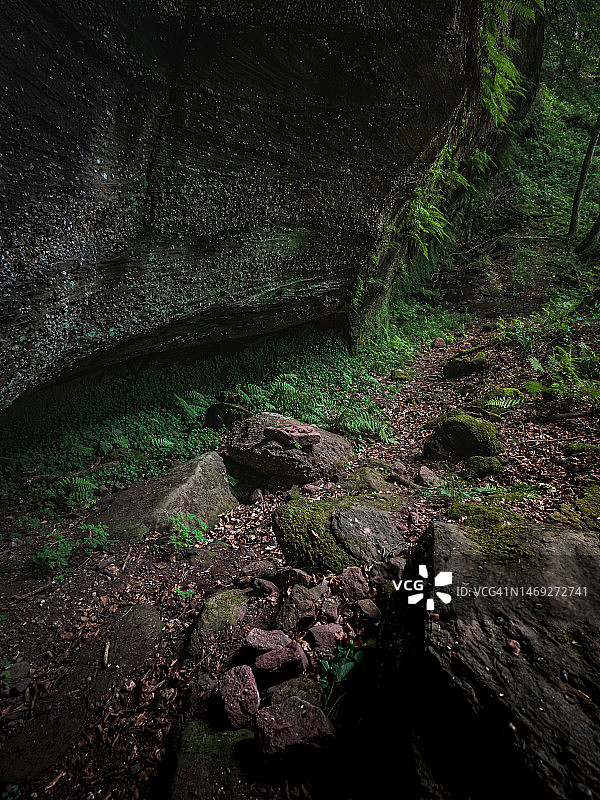 神秘森林：巨大的树段和树根图片素材