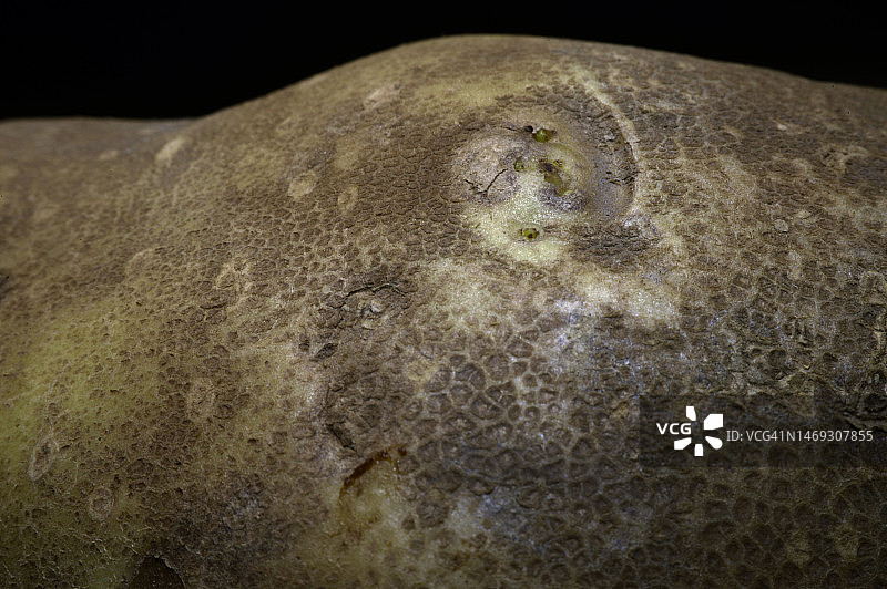 生马铃薯图片素材