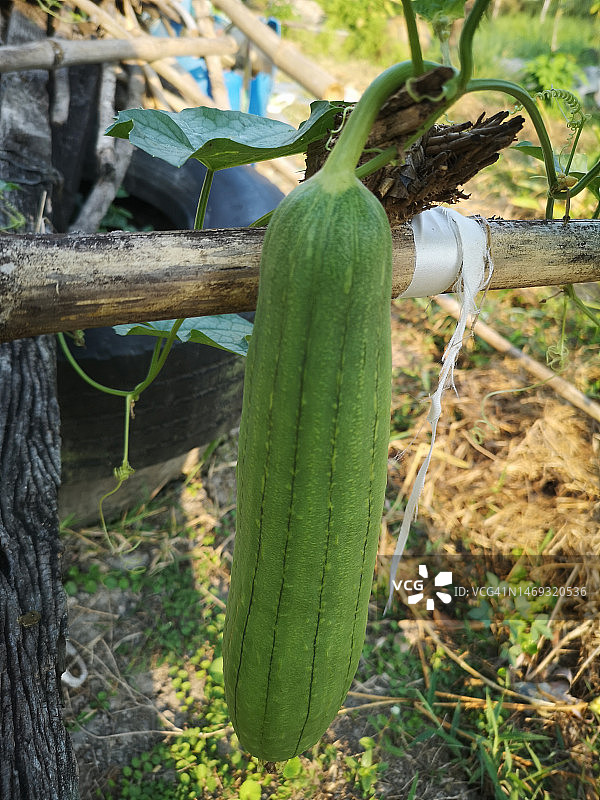 丝瓜角，葫芦科绿色蔬菜新鲜的棕色织物在花园的自然背景图片素材