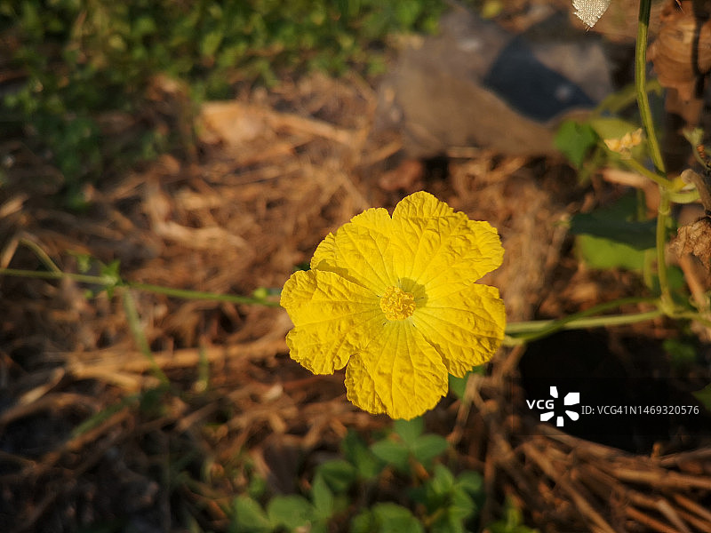 黄色丝瓜花，葫芦科绿色蔬菜，在花园棕色织物上的自然背景图片素材