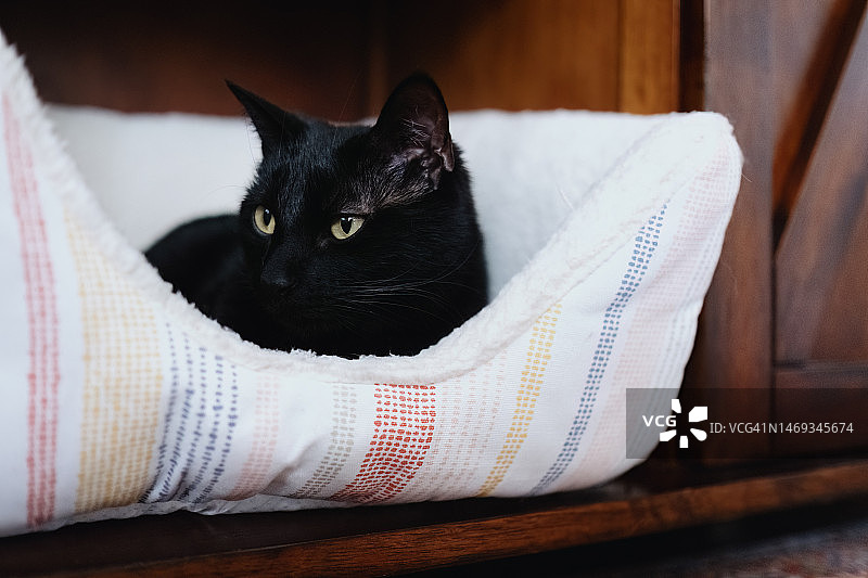 黑猫在宠物床上放松图片素材