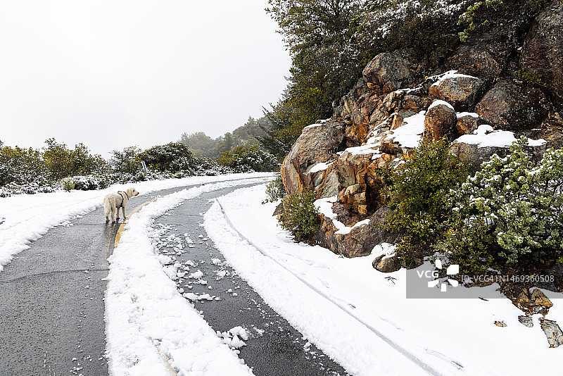 雪中徒步塔马尔佩斯山图片素材
