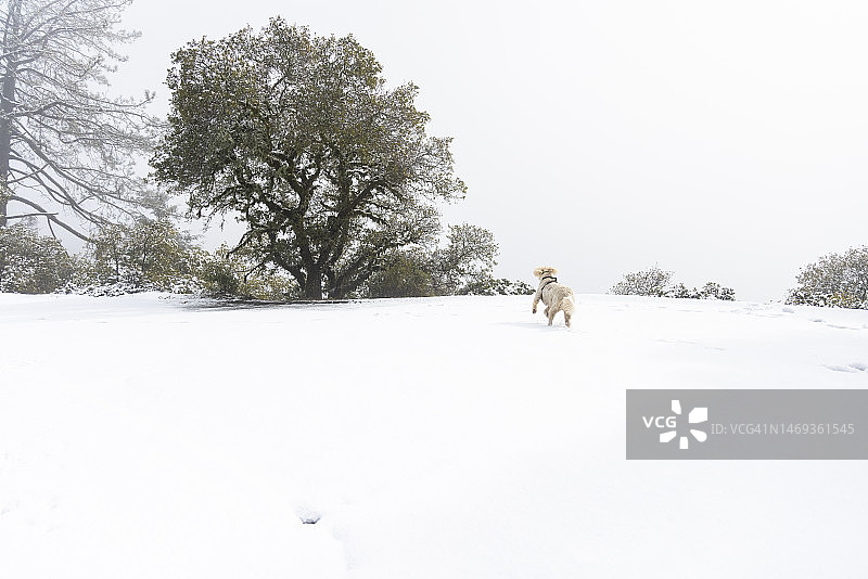 狗狗在塔玛佩斯山雪地里玩耍图片素材