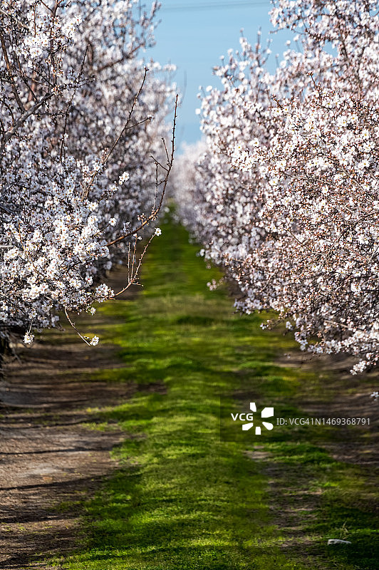 加利福尼亚北部盛开的杏树图片素材
