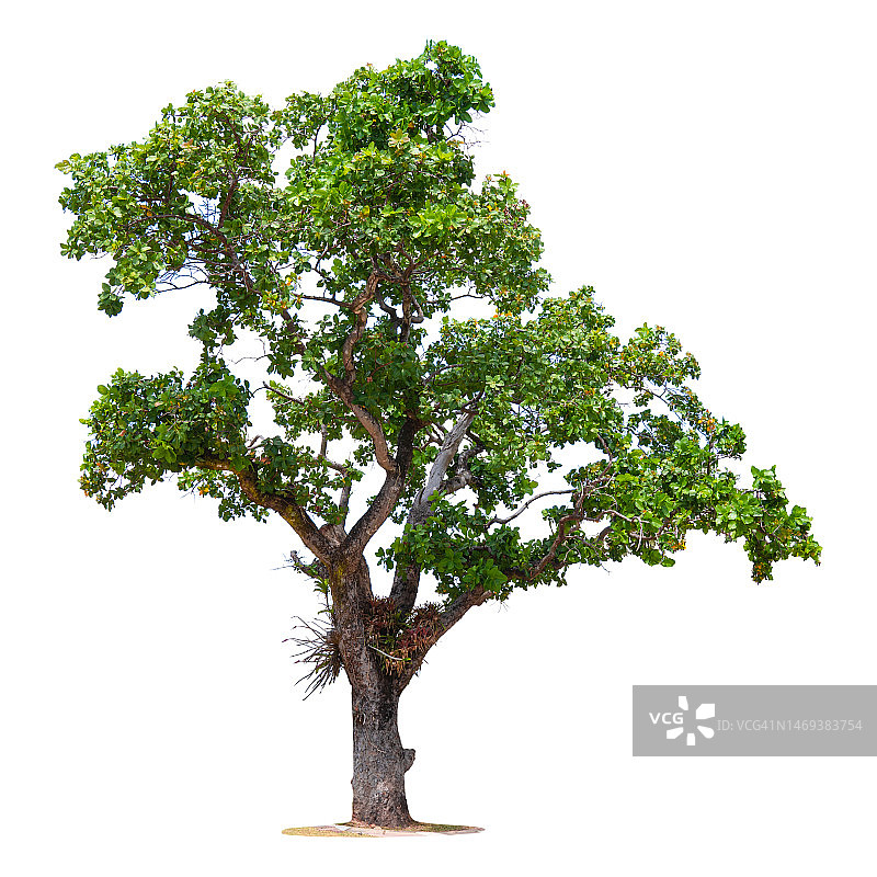 白色背景上的绿树图片素材