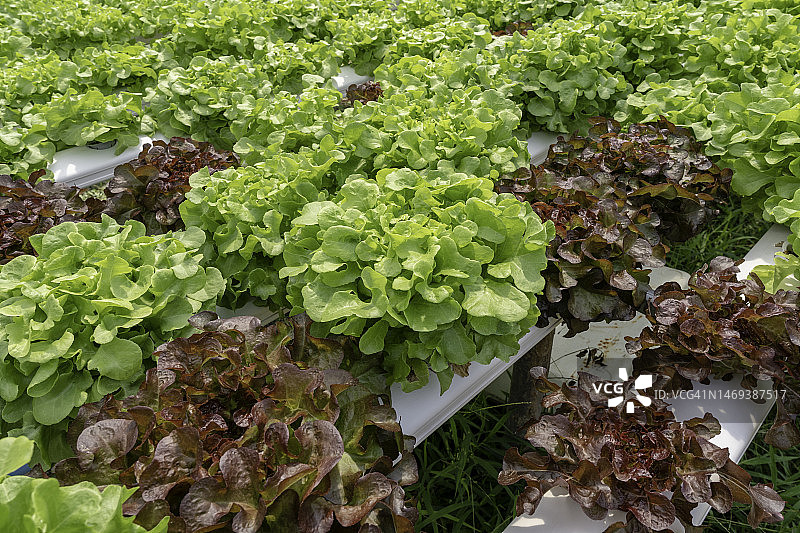 水培农场中生长的莴苣：有机纯素食品的概念图片素材
