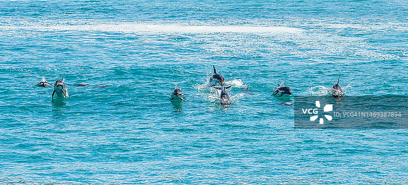 暗色海豚图片素材