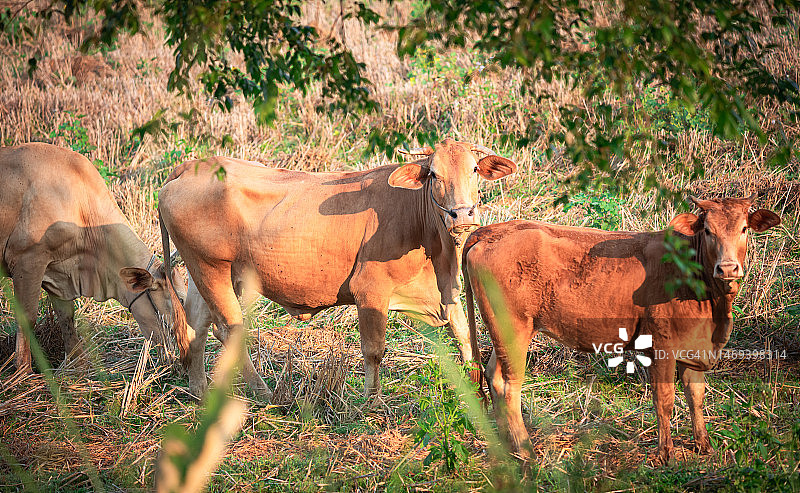 稻田残茬中的奶牛图片素材
