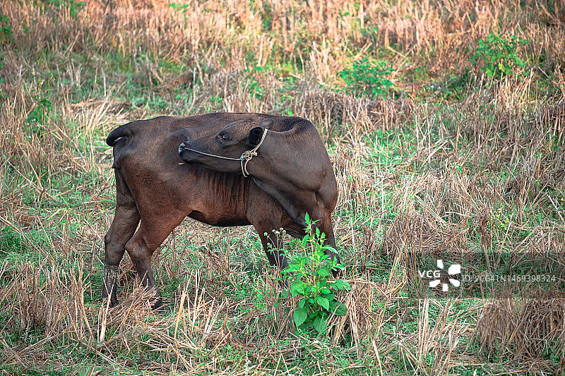 稻田残留物稻米农场的奶牛图片素材