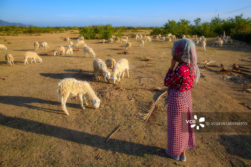 女牧羊人和羊群图片素材