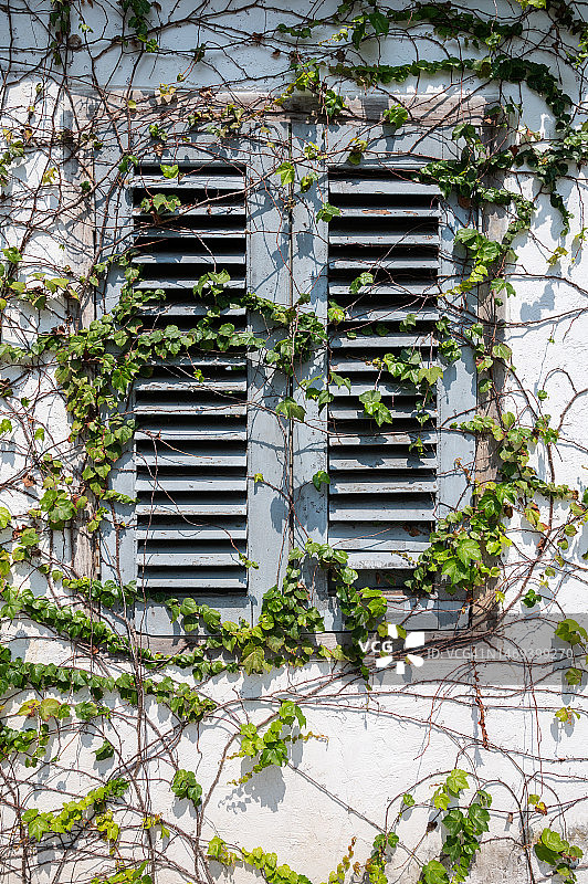 攀附在白色墙壁上的绿色藤蔓图片素材