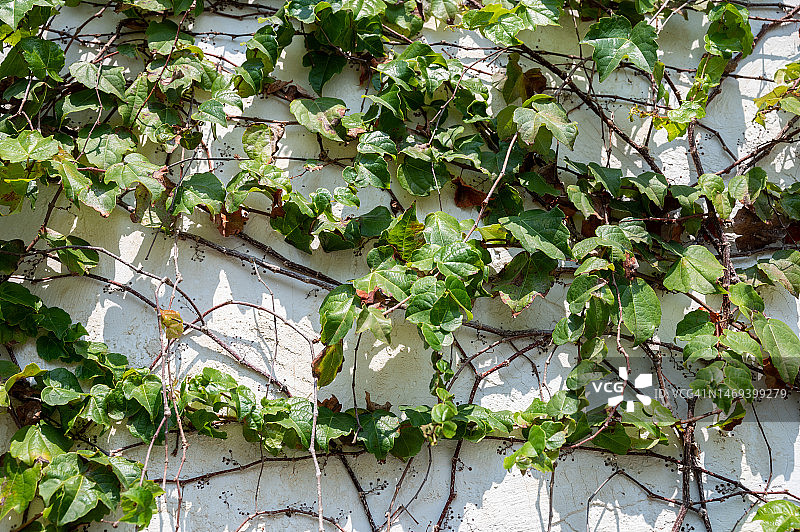 攀附在白色墙壁上的绿色藤蔓图片素材
