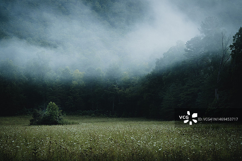 山中幽暗神秘的雾气图片素材