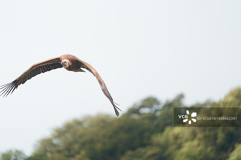 兀鹫飞越蒙弗拉格国家公园，食腐鸟飞越树木，野生动物摄影图片素材