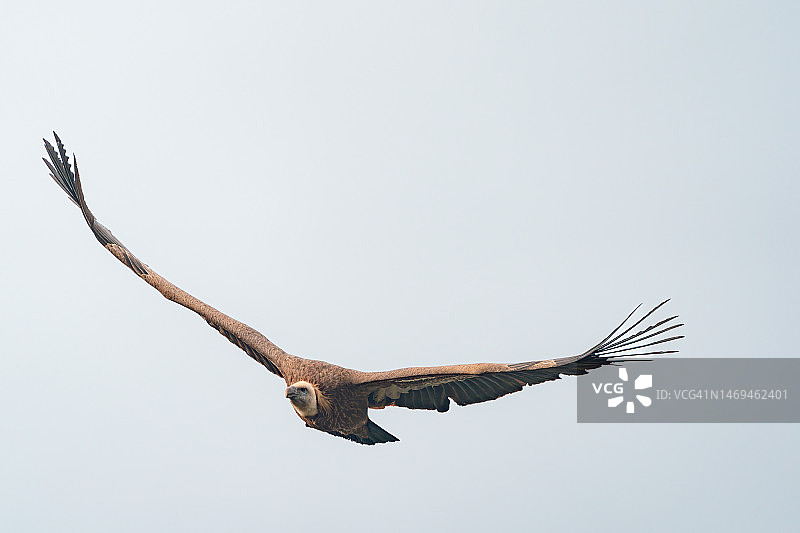 飞越蒙弗拉格国家公园的兀鹫，食腐鸟类，野生动物摄影图片素材