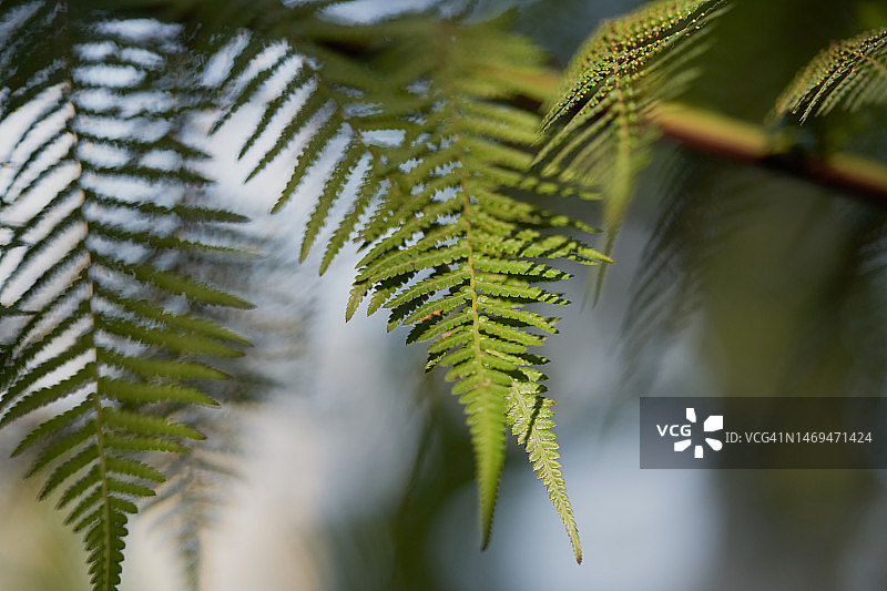 骨碎补图片素材