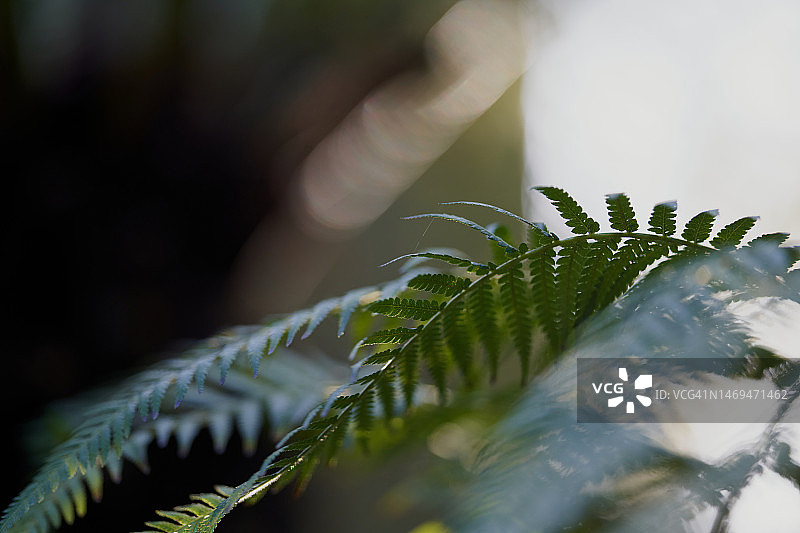 骨碎补图片素材