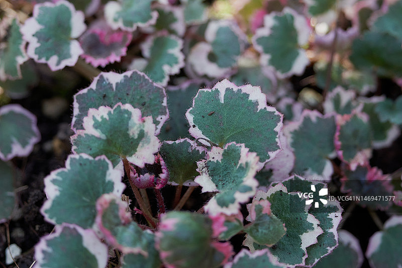 花叶草莓天竺葵图片素材