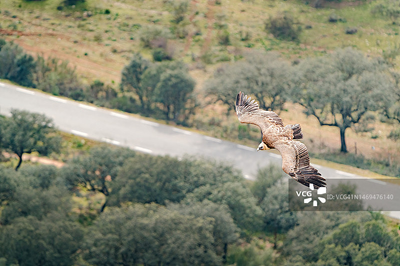 野生动物摄影：飞越山路的白兀鹫图片素材