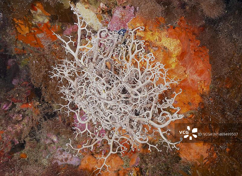 地中海篮星鱼图片素材