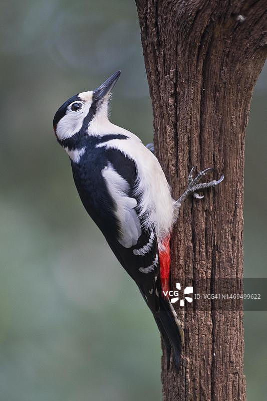德国下萨克森埃姆斯兰的大斑啄木鸟图片素材