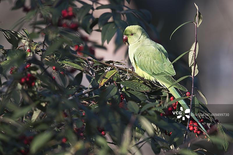 德国莱茵兰-普法尔茨的环颈鹦鹉图片素材