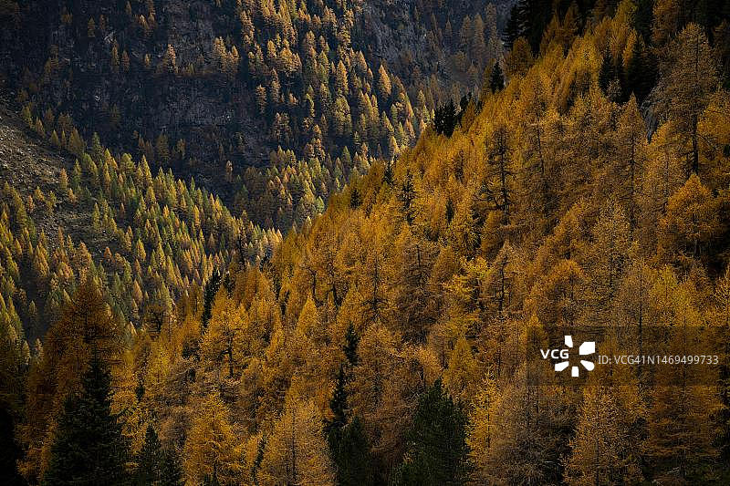 意大利南蒂罗尔马特尔山谷的秋季落叶松林图片素材