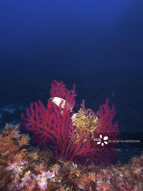 耶尔附近的地中海中的紫柳珊瑚与星鲨卵荚图片素材