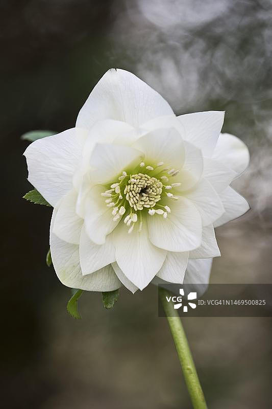 嚏根草（东方铁筷子杂交品种尼娜），德国下萨克森州埃姆斯兰图片素材