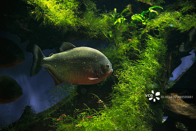 水中畅游图片素材
