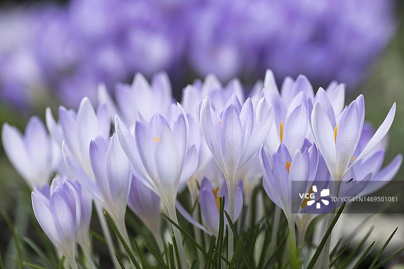 紫番红花，德国下萨克森州埃姆斯兰图片素材