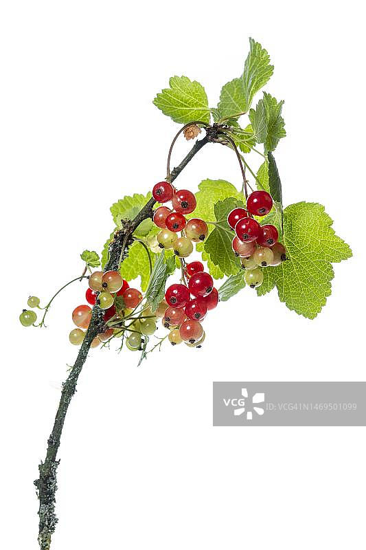 红醋栗果实，灌木，德国下萨克森州赫尔廷豪森花园图片素材