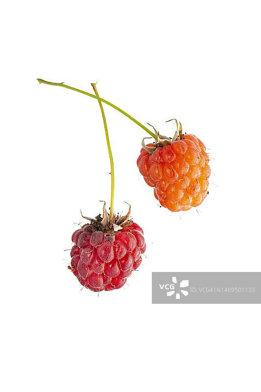 覆盆子浆果图片素材