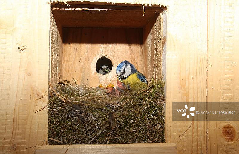 蓝山雀在鸟巢箱中喂食幼鸟图片素材